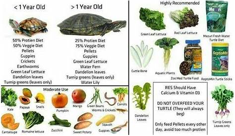 Pin on Tortoise Diet