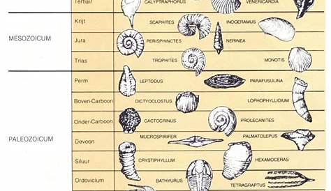 fossil types worksheet