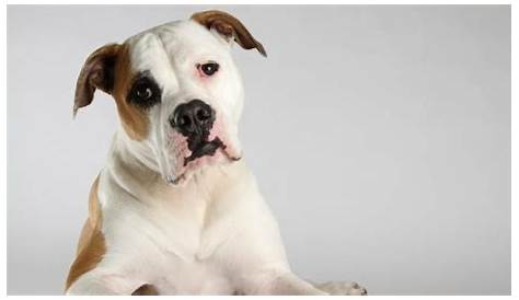 What Is The Normal Size And Weight For An American Bulldog? Important