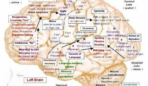 Brain Jack Image: Brain Function Chart