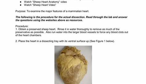 sheep heart dissection lab worksheet