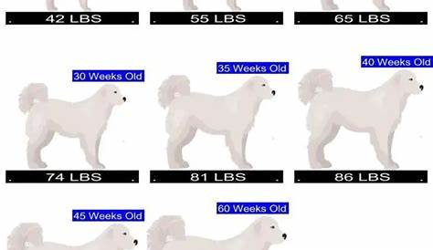 full grown great pyrenees size chart