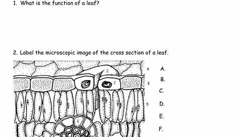 leaf structure worksheet