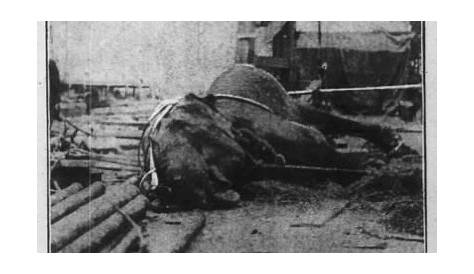 Bill Milhomme: Topsy: Thomas Edison electrocuted an innocent elephant 1903