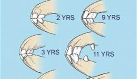 age horse by teeth chart