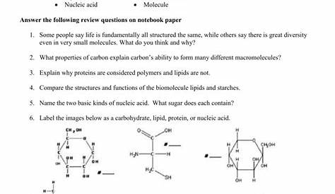 Biochemistry Macromolecules Worksheet / Macromolecules Biochemistry