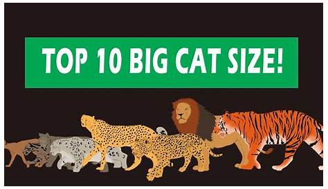 Big Cats Size Comparison - YouTube