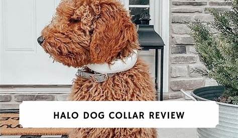 halo dog collar size chart