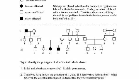 genetics pedigree worksheets answer key