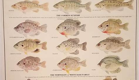 mississippi fish species chart