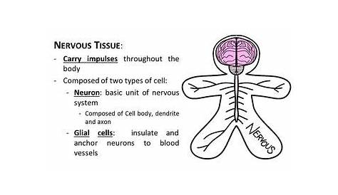 human body tissues worksheet
