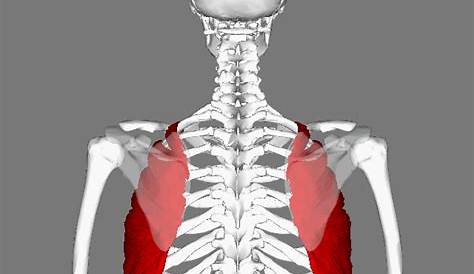 Improving Posture: Work your Serratus Anterior – Live Fit and Sore