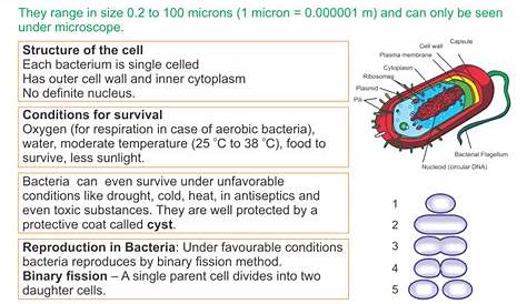 microorganisms worksheet 4th grade