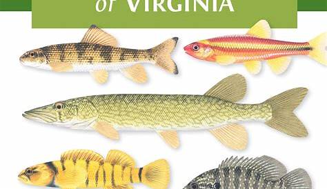 virginia citation fish chart