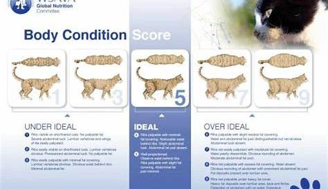 Keeping Your Cat Healthy: Why Regular Weigh-ins Matter
