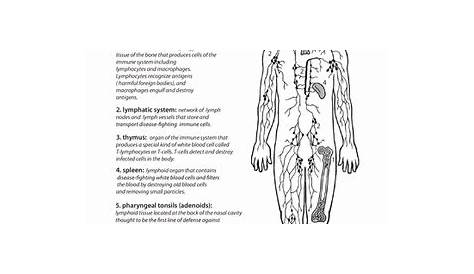 lymphatic and immune system worksheet