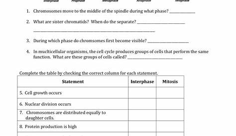 stages of mitosis worksheets answers