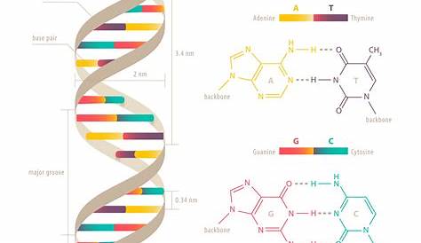 DNA Double Helix Labeled Diagram