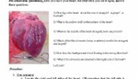 sheep heart dissection worksheet answers