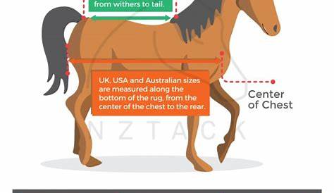 Horse cover sizing chart - how to choose the right rug for your horse