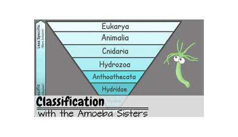 amoeba sisters classification answers