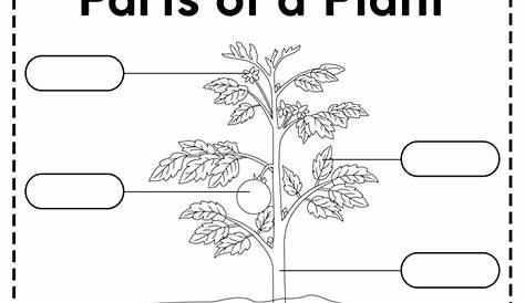 Plant Parts Worksheets | 99Worksheets