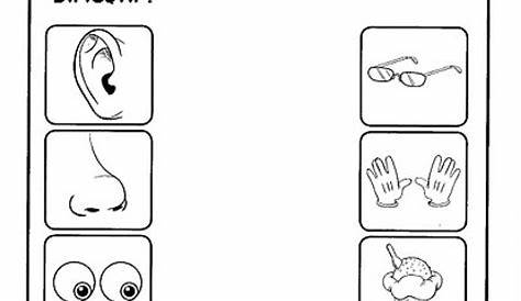 Five senses worksheet for kids | Crafts and Worksheets for Preschool