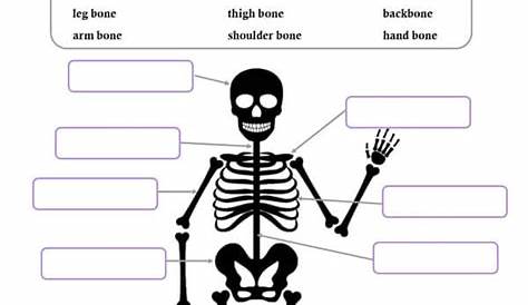 skeletal system label worksheets