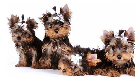 Yorkie Growth Chart (Weight & Size Chart) | When Do Yorkies Stop Growing