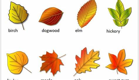 free printable leaf identification chart