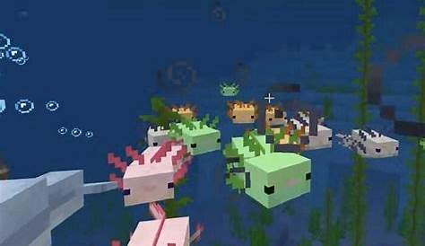Axolotls in Minecraft: Everything players need to know