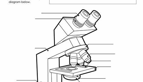 microscope activity worksheet