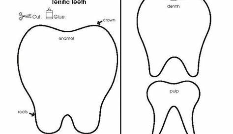 Tooth parts Science Worksheets, Phonics Activities, Tooth Preschool