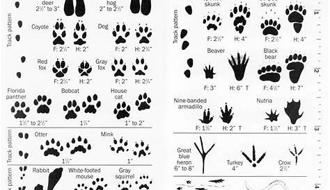 8 Best Images of Printable Animal Track Identification Guide - Animal