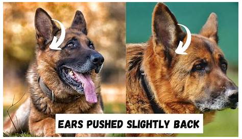 german shepherd ears chart
