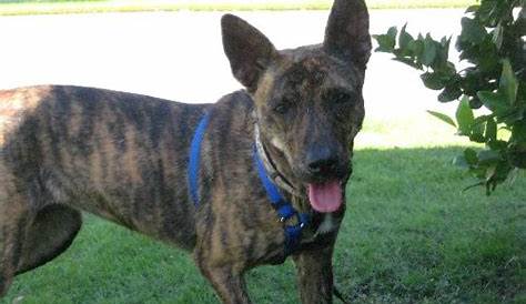 Brie - Catahoula Leopard Dog | Humane Society of Dallas County