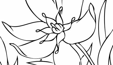 25 Flower Coloring Pages To Color