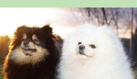 Pomeranian Weight Chart Calculator - Pets Lovers