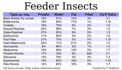 Feeding Guide for Your Bearded Dragon - PetHelpful