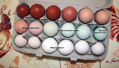 Fertile Purebred Chicken Eggs, Several Breeds - Anara Farm