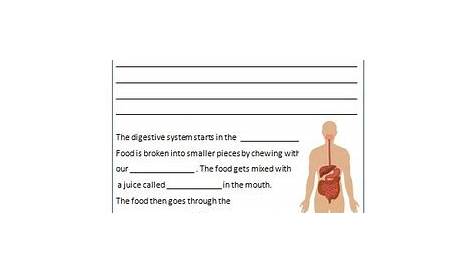 human organ systems worksheet