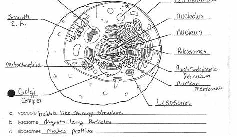 Plant Cell Diagram Worksheet Answers Beautiful Worksheet Cell