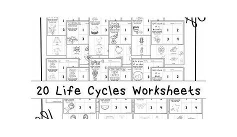 life cycles worksheets