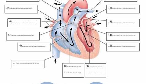 Worksheet human heart