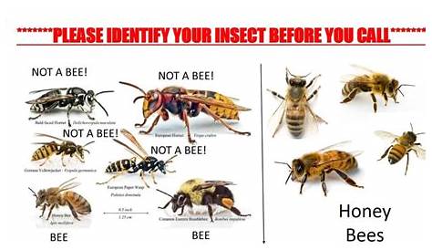 bee chart – Spartanburg Beekeepers Association