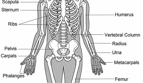The Human Skeletal System | HubPages
