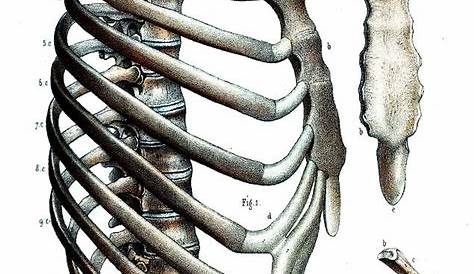 Rib Cage Anatomy Photograph by Collection Abecasis