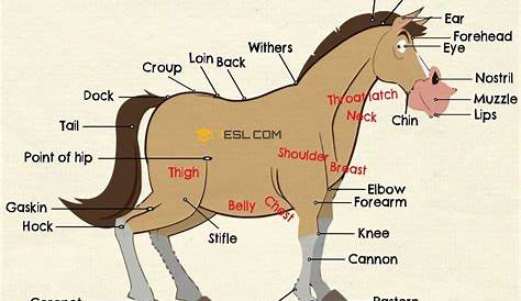 Parts of a Horse: Useful Horse Anatomy with Pictures • 7ESL