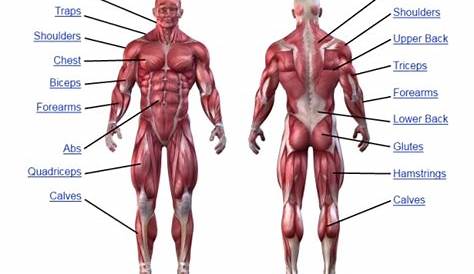 Leg Muscle Anatomy Chart | amulette