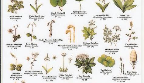 Mac's Field Guide to Pacific Northwest Wildflowers | White flowering